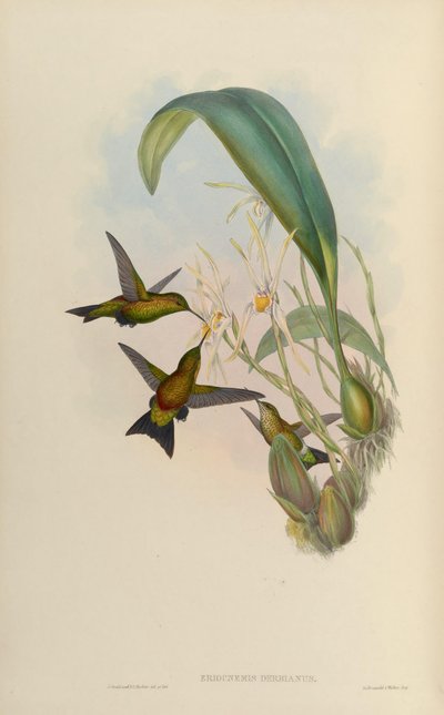 Eriocnemis derbyi by John Gould